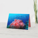 Search for diving cards Coral