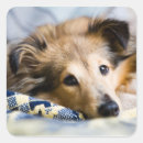 Search for sheltie stickers Pet