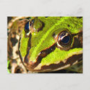 Search for common frog postcards Amphibian