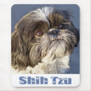 Search for shihtzu Puppy