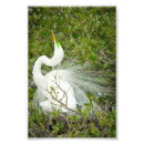 Search for breeding art Bird
