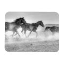 Search for mustangs magnets Animals