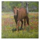 Search for quarter tiles Ranch