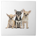 Search for dog breeds tiles Chihuahua