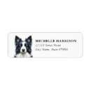 Search for border collie return address labels Black and white