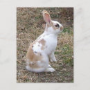 Search for hops postcards Hare