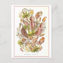 Search for pitcher postcards Illustration