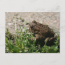 Search for grassy Brown