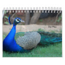 Search for peacock calendars Feathers