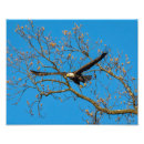 Search for bird freedom posters Flying