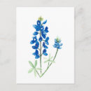 Search for texas bluebonnet postcards Lupine