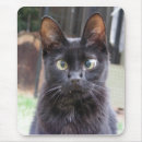 Search for fangs electronics Feline