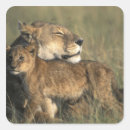 Search for mara stickers Big cat