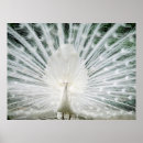 Search for white peacock posters Peacocks