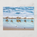 Search for shorebirds cards invites Waves
