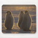 Search for penguin mousepads Wild
