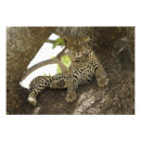 Search for pardus posters Wildlife