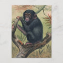 Search for chimpanzee postcards Antique
