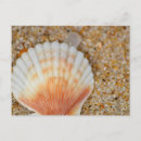 Search for beach shells postcards Seashell