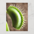 Search for carnivorous plants postcards Fly