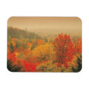 Search for tree fall magnets Outdoors