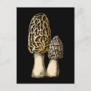 Search for vintage mushrooms postcards Fungus