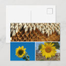 Search for sunflower postcards Sky