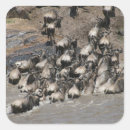 Search for wildebeest stickers Migration