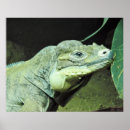 Search for iguanas posters Rhinoceros iguana