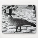 Search for canadian mousepads Animals