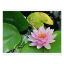 Search for buddha lotus posters Pink