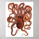 Search for cuttlefish posters Squid
