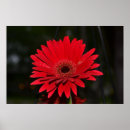 Search for gerber daisy posters Pretty