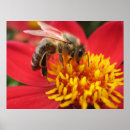 Search for api art Honey