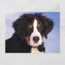 Search for mountain dog postcards Dogs