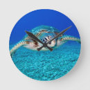 Search for turtle clocks Diving