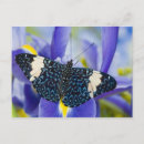 Search for tropical butterfly postcards Animal