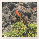 Search for indians coasters Nature