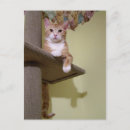 Search for cat tree postcards Nature