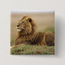 Search for peak badges Panthera leo