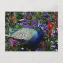 Search for indian peafowl postcards Peacock