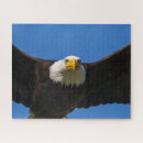 Search for birds of prey puzzles Bald eagle
