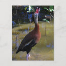Search for whistling postcards Nature