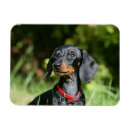 Search for short haired miniature dachshund magnets Black and tan