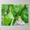 Search for ripe vegetables posters Food