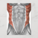 Search for abdominal Tendon