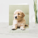 Search for golden puppy cards Yellow retriever