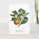 Search for orange fruit cards Floral