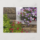Search for rose window postcards Roses