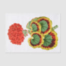 Search for red geranium Botanical